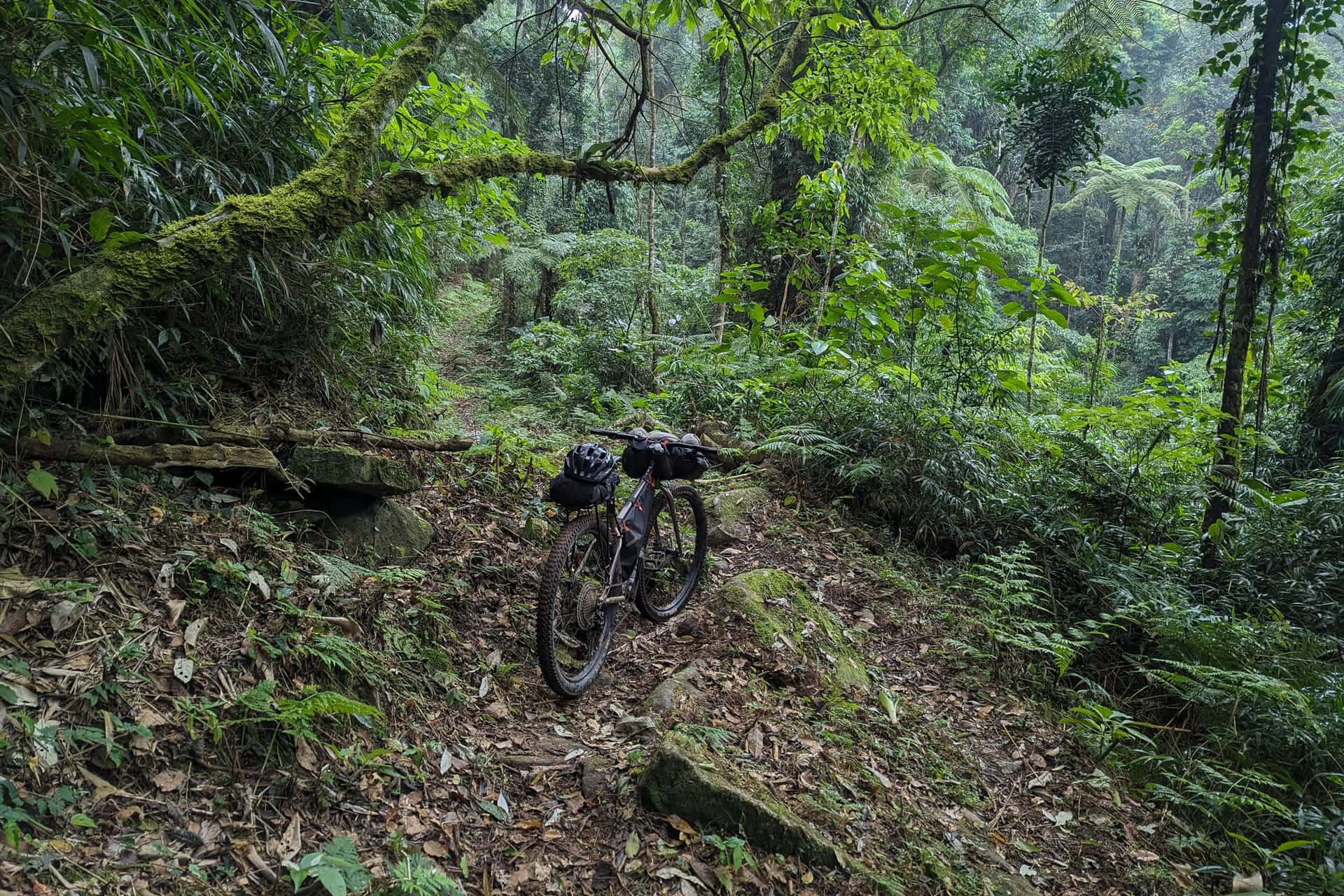 Brasil - Mata Atlântica